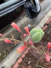 Hesperaloe parviflora