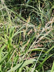 Sorghum halepense