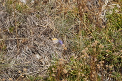 Hyponephele lycaon