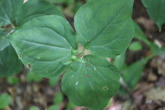 Trillium