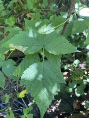 Rubus spectabilis