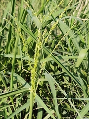 Sorghum halepense
