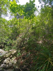 Pisonia roqueae