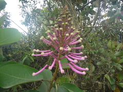 Oreocallis