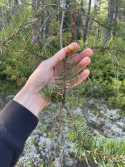 Pinus banksiana