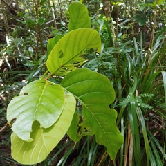 Pisonia roqueae