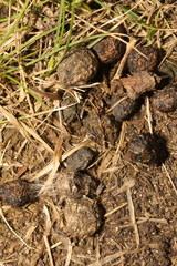 Oryctolagus cuniculus