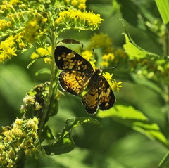 Phyciodes