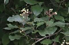 Cornus racemosa