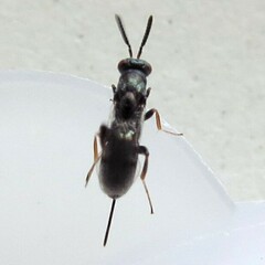 Torymidae