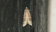 Euzophera semifuneralis