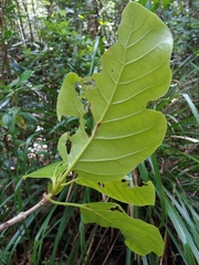 Pisonia roqueae