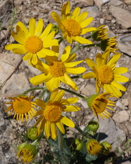 Packera pseudaurea