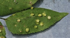 Pachypsylla celtidisasterisca