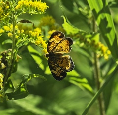 Phyciodes