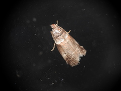 Acrobasis advenella