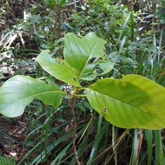 Pisonia roqueae