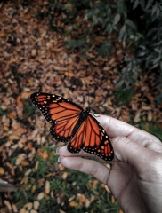 Danaus erippus