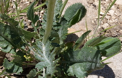 Packera pseudaurea