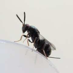 Torymidae