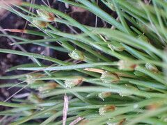 Isolepis