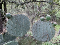 Opuntia robusta