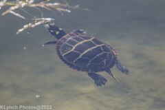 Chrysemys picta picta