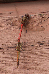 Sympetrum vulgatum