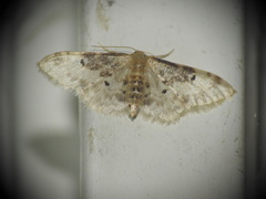Idaea filicata