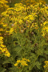 Jacobaea vulgaris