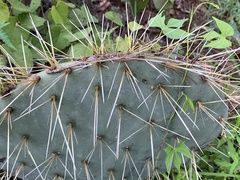 Opuntia robusta