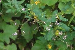 Desmodium paniculatum