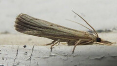 Pediasia trisecta