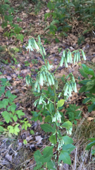 Nabalus trifoliolatus