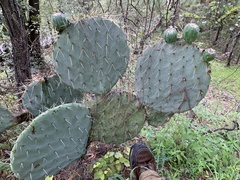 Opuntia robusta