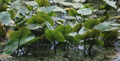 Nuphar advena