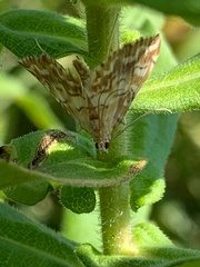 Elophila icciusalis