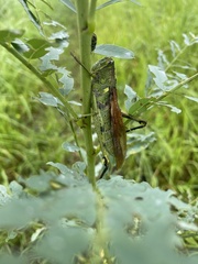 Schistocerca obscura