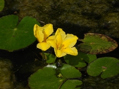 Nymphoides peltata