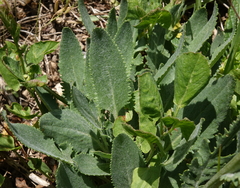 Packera pseudaurea