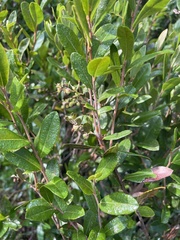 Chamaedaphne calyculata