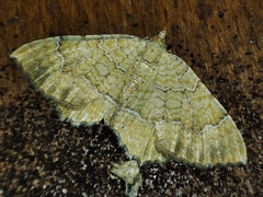 Camptogramma bilineata