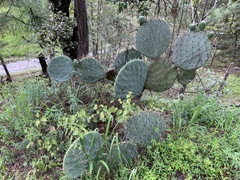 Opuntia robusta