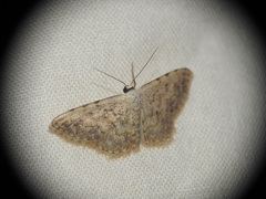 Scopula submutata