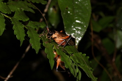 Stenopelmatoidea