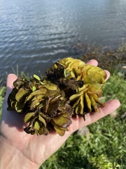 Salvinia molesta