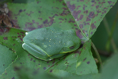 Hyla gratiosa