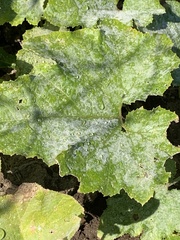 Erysiphaceae