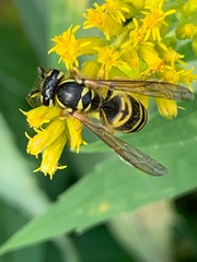 Vespula maculifrons