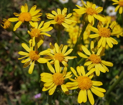 Packera pseudaurea